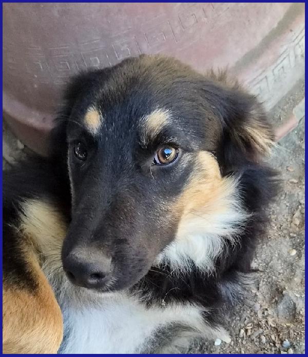 SEMOLINO CUCCIOLOTTO 6 MESI MIX BORDER...LA SUA FAMIGLIA HA RINUNCIATO A LUI ED ORA NE CERCA UNA NUOVA PER SEMPRE! Foto 5